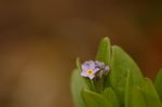 forget me not